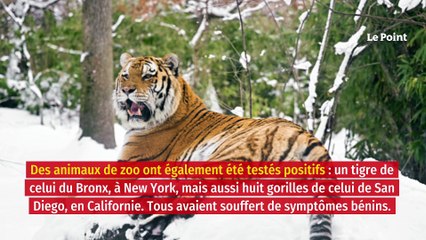 Covid-19 : faudra-t-il bientôt faire vacciner ses animaux de compagnie ?