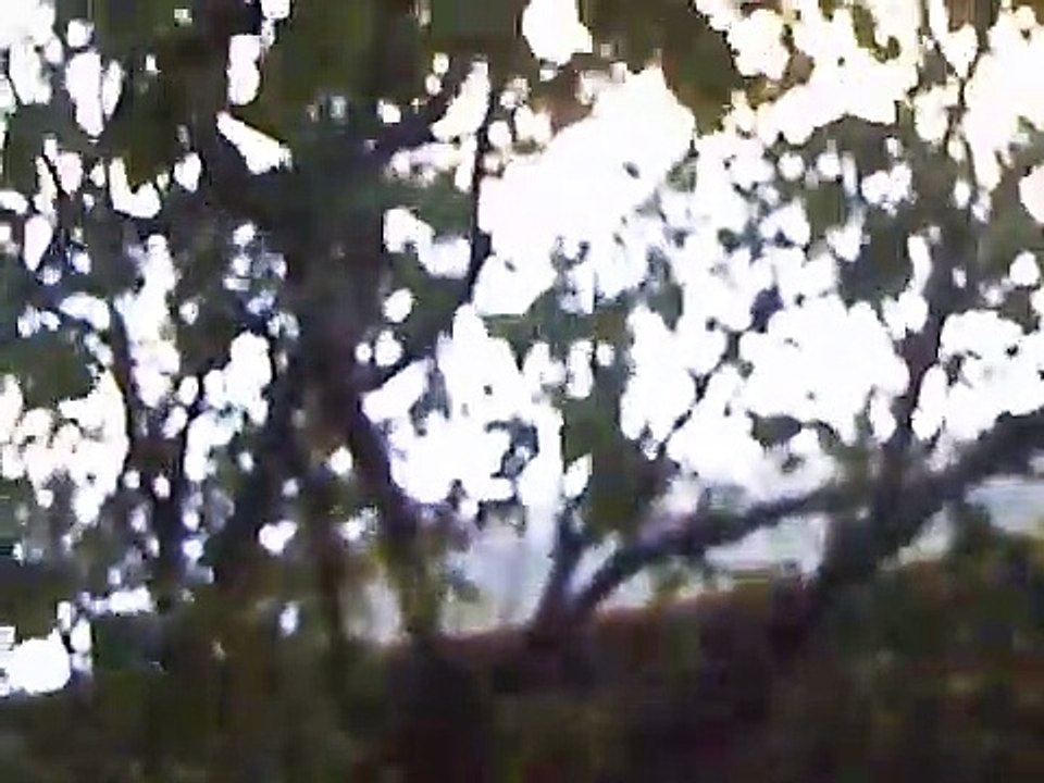 ✅"POXA DÁ UMA ARVORE?" PITANGA NO QUINTAL