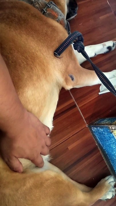 MY CHOCO 