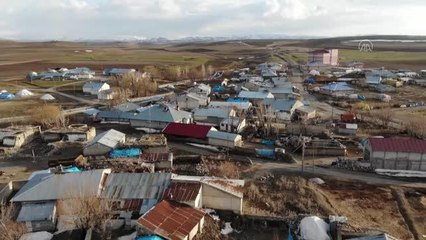 "Baharın müjdecisi" leylekler Ağrı'ya gelmeye başladı