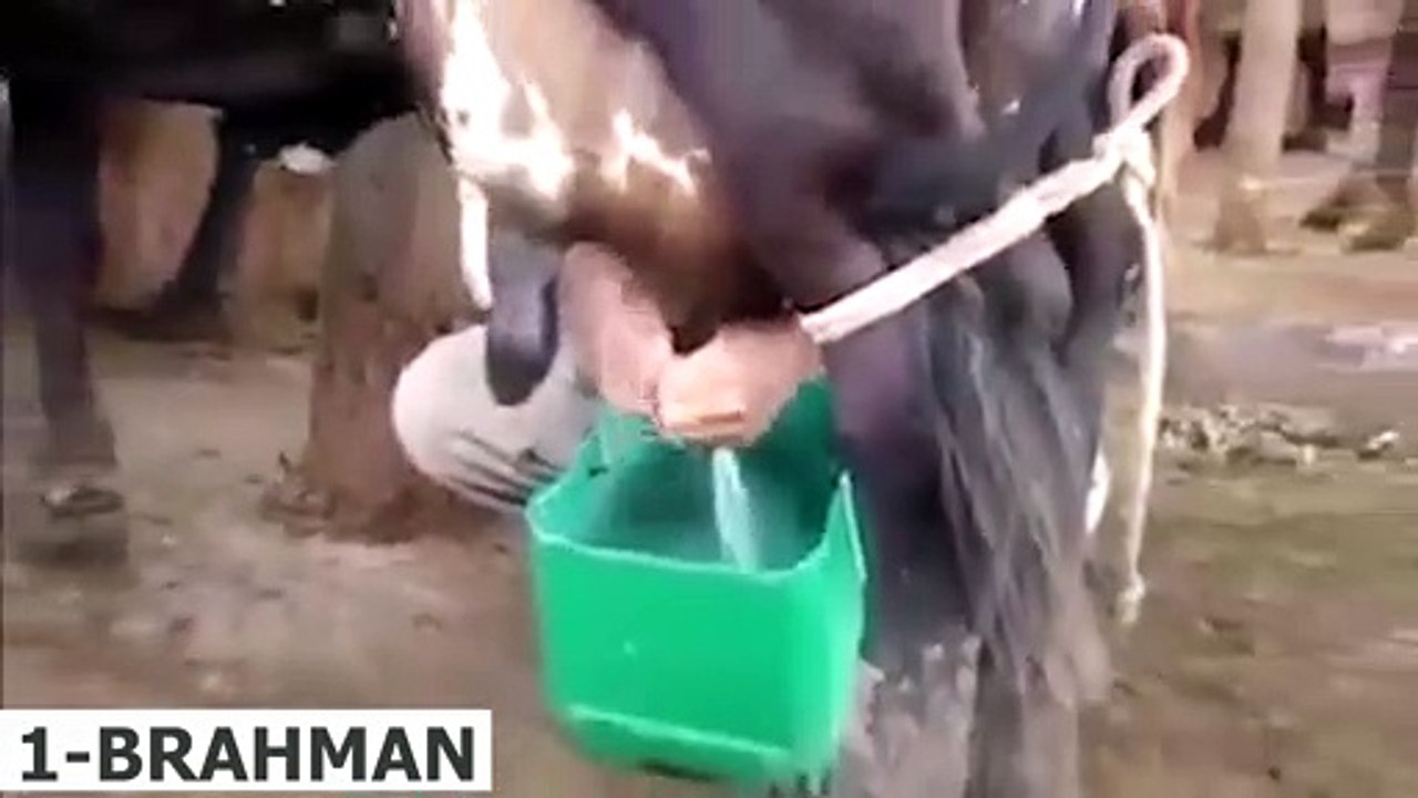 Süt Fabrikası gibi İnek Çeşitleri