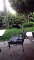 Black Bear Makes Itself at Home in Backyard