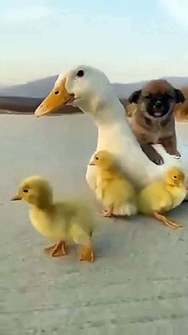Best videos, Top videos, Viral videos Funny videos no. 18