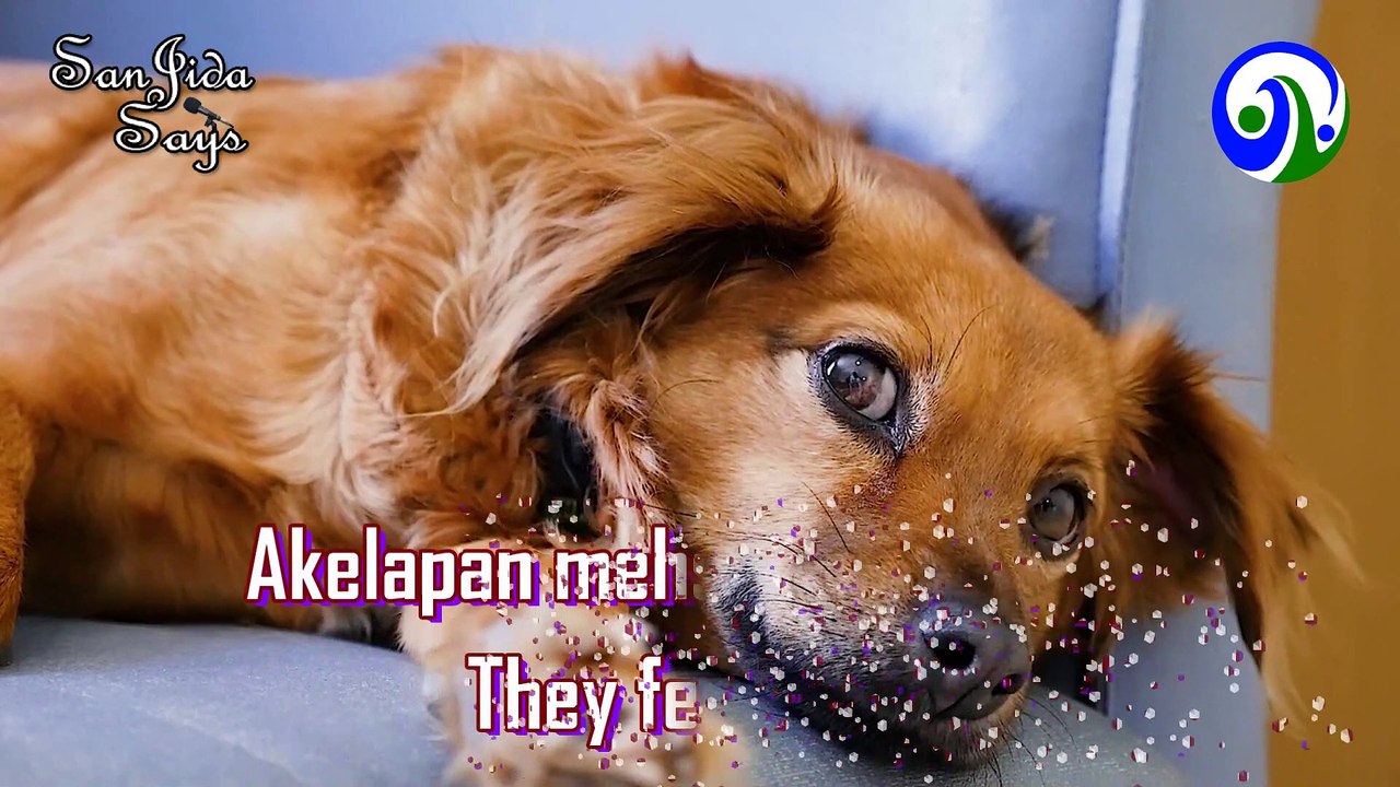 Why dogs howl or Cry | Dogs Cry | Interesting facts about dogs | Unknown facts about Dogs