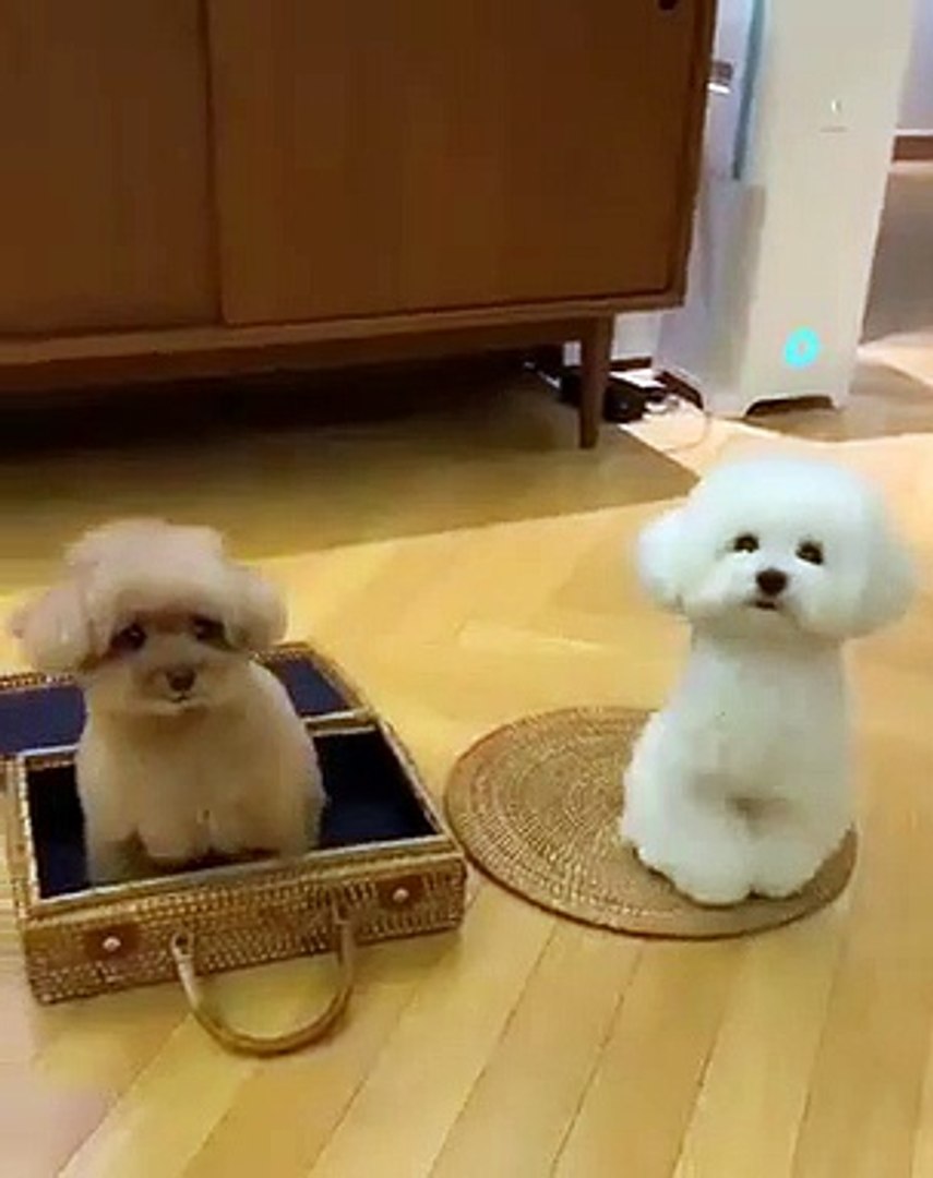 Best videos, Top videos, Viral videos Funny videos no. 25