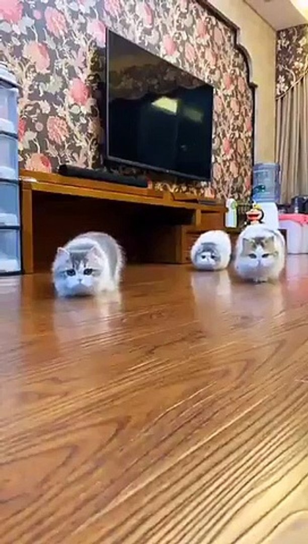 Best videos, Top videos, Viral videos Funny videos no. 26