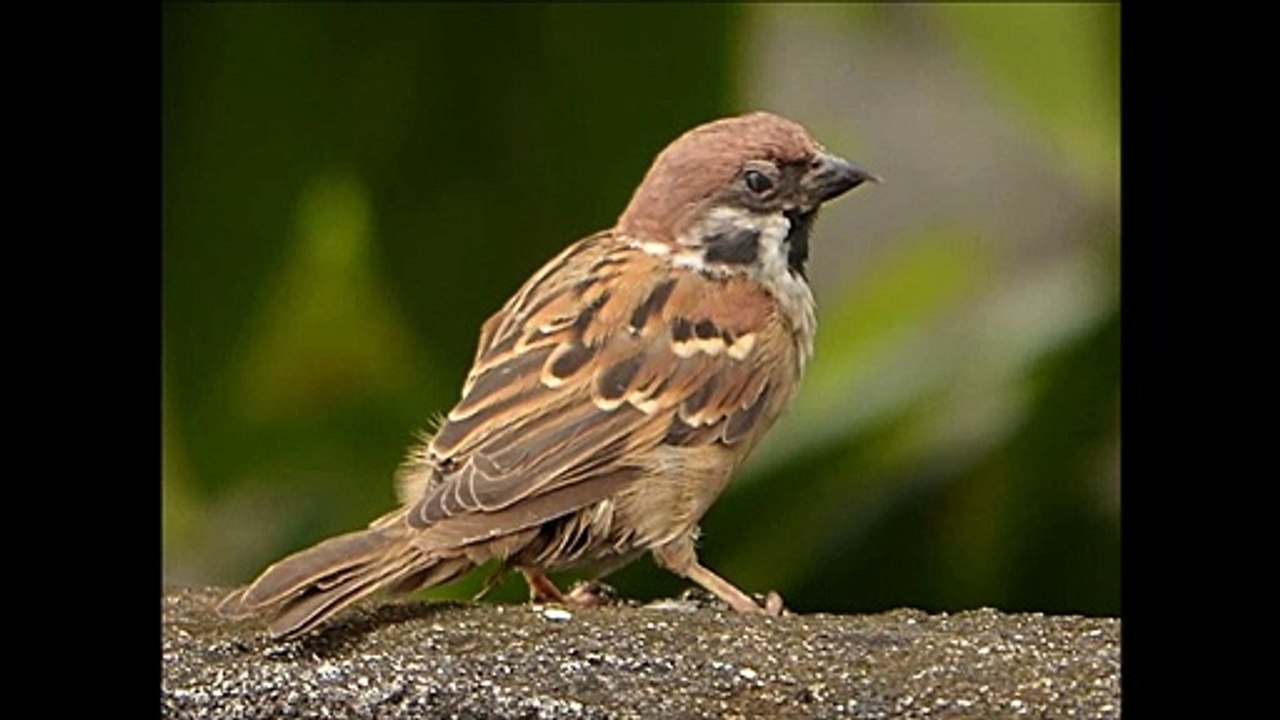 House sparrow fight