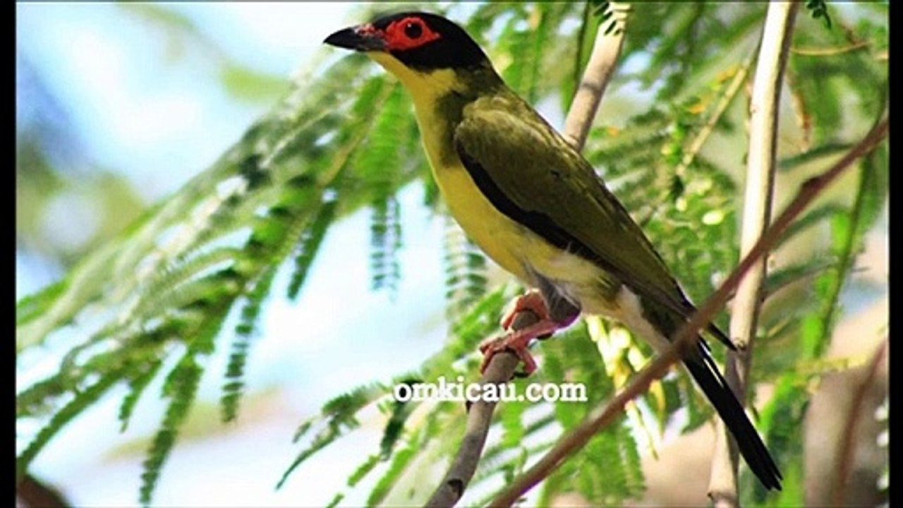 Green figbird