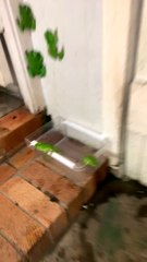 Group of Green Tree Frogs Gather Together