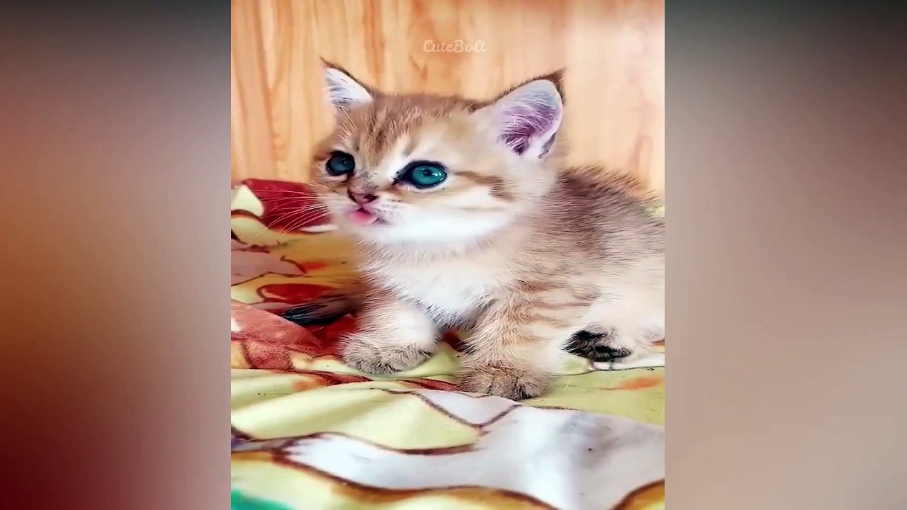 So Cute Baby Cat Compilation 2021