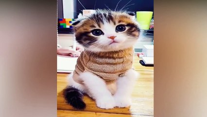 So Cute Cat,Kittens,Meow 2021