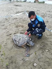 SİLİVRİ'DE 90 KİLOLUK CARETTA CARETTA ÖLÜ BULUNDU