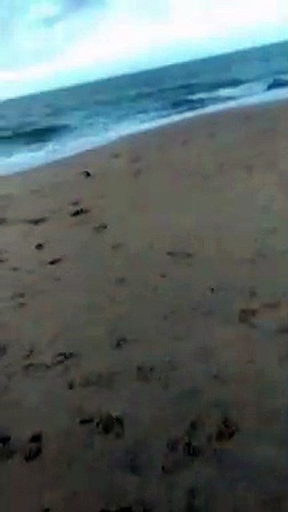Beach Zzz