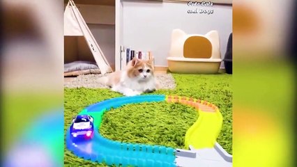 Funny Dog Tik Tok  videos virales 2021