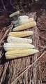 Roasted maize corn
