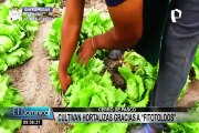 Cerro de Pasco: agricultores cultivan hortalizas gracias a fitotoldos