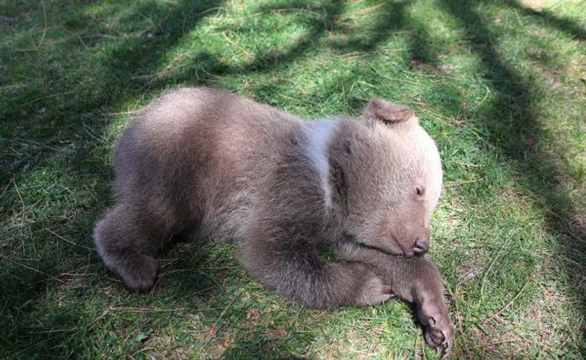 GAZİANTEP HAYVANAT BAHÇESİ'NDE, DÜNYA SOKAK HAYVANLARI GÜNÜ KUTLANDI