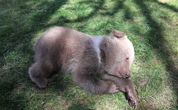 GAZİANTEP HAYVANAT BAHÇESİ'NDE, DÜNYA SOKAK HAYVANLARI GÜNÜ KUTLANDI