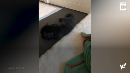 Einfach goldig: Riesige Welpen-Party im Garten