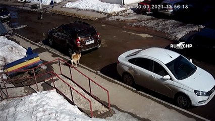 Un chat se retrouve face à 6 chiens errants et leur montre qui est le boss