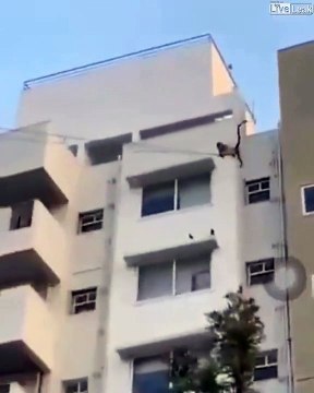 Regardez comment ces singes descendent du 5eme étage d'un batiment