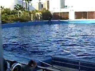 Espagne oceanografic dophins