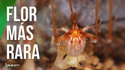 La FLOR MÁS RARA del mundo: la flor fantasma de Beccari