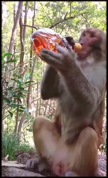 महंगी शराब की एक पूरी बोतल पी गया ये बंदर- फिर देखिये बंदर के साथ क्या हुआ ..!!cant stop for sharing