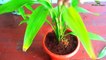 How To Propagate Lucky Bamboo - Proper Method //Green Plants