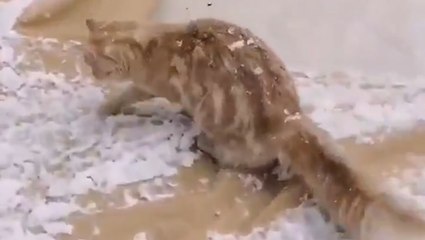 Springtime snow falls across Alberta