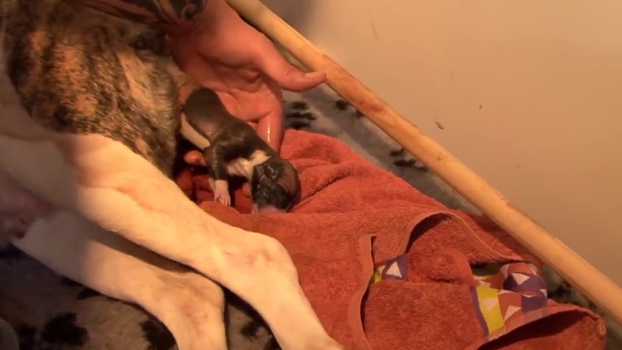 AMAZING! Staffordshire dog giving birth to 13 pups