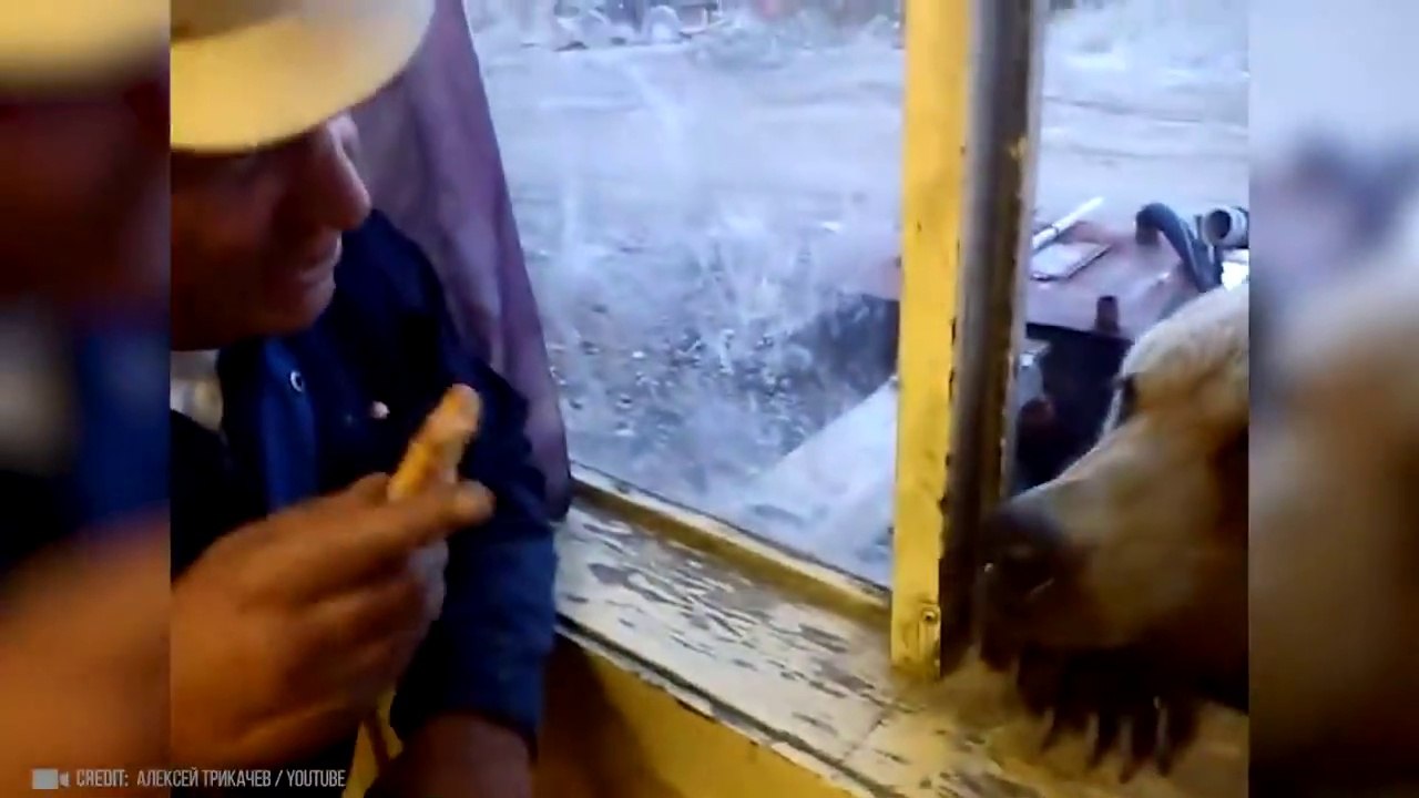 Animals That Asked People for Help