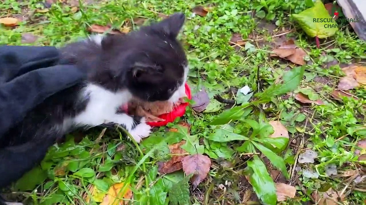Frozen kitten crying and calls meow for help