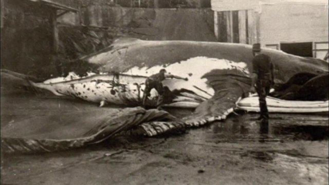 A trágica história das baleias-azuis