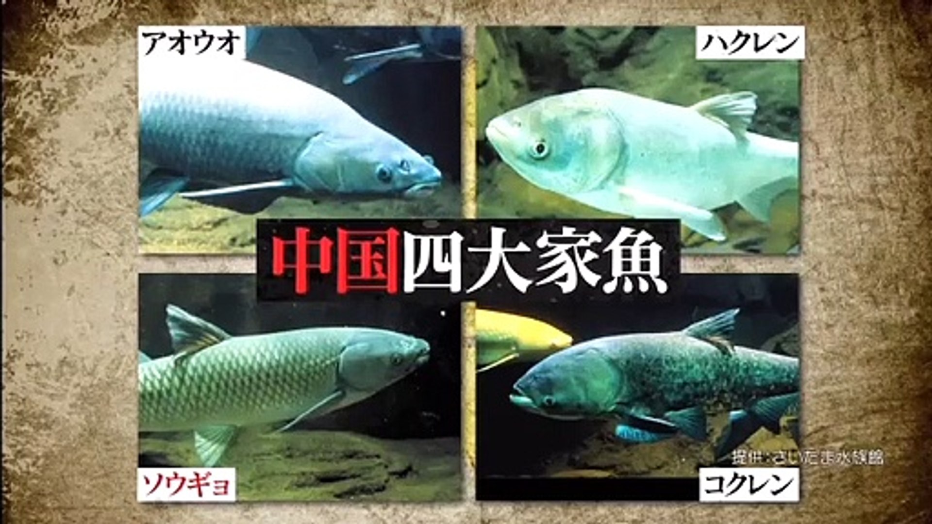 ユーチューブバラエティ動画 緊急ｓｏｓ 池の水ぜんぶ抜く大作戦 動画 21年4月4日 動画 Dailymotion