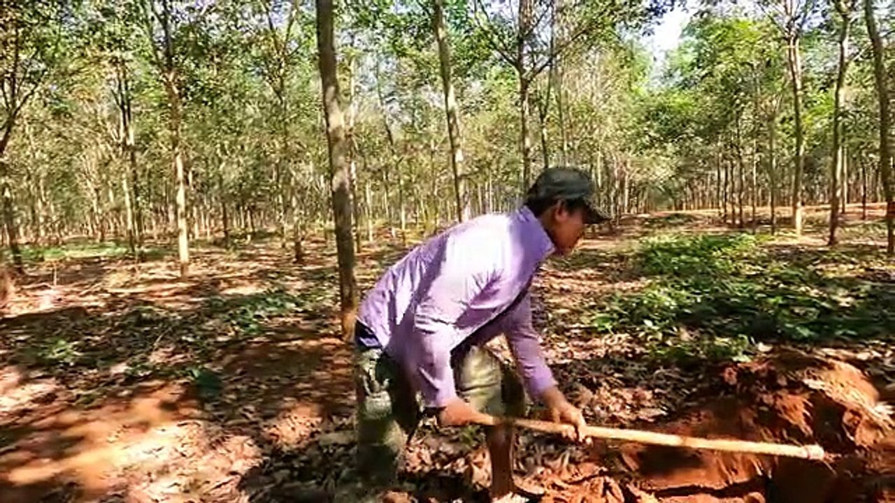Catching a Snake Discovers the Snow White Exotic White Snake