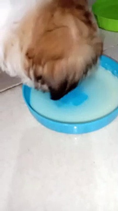 YUMMY MILK