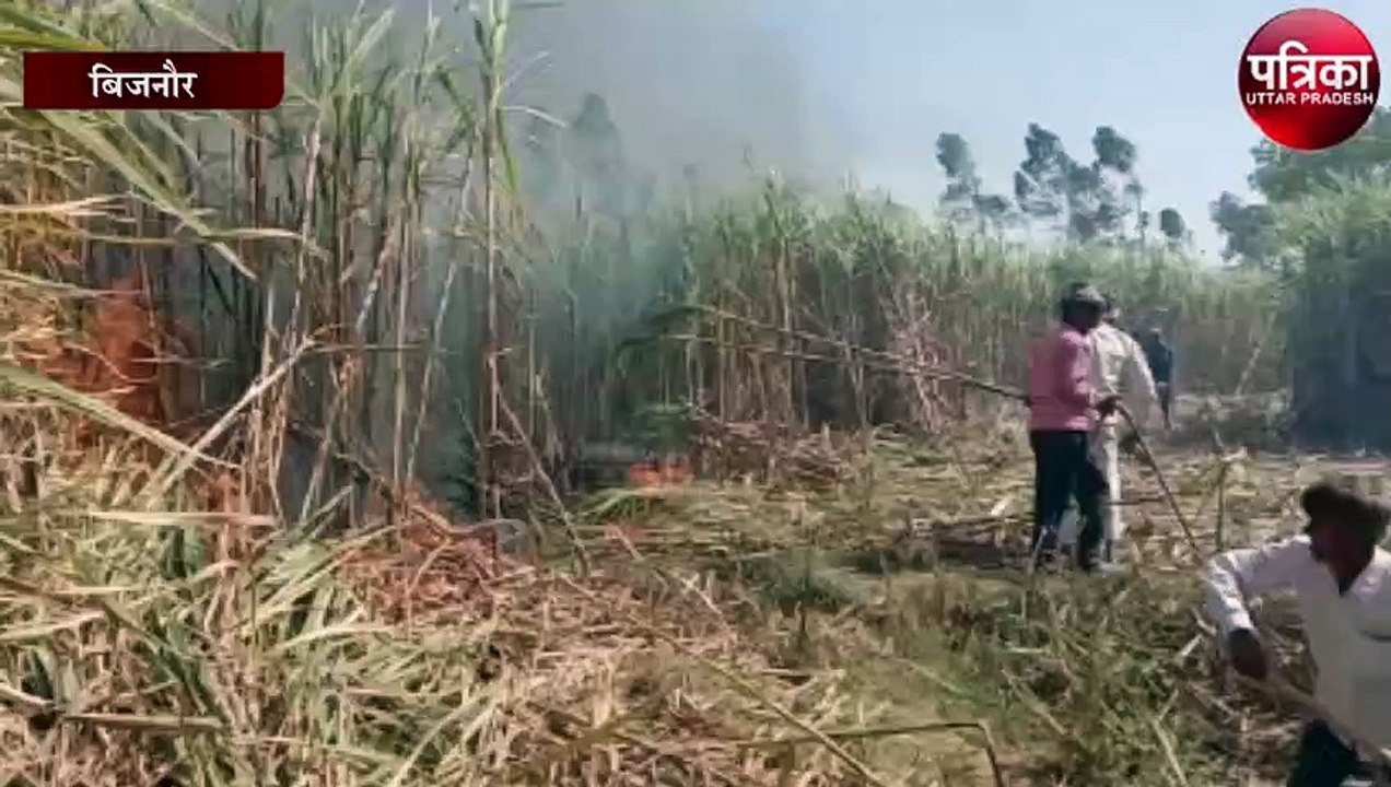 50 बीघा गन्ने की फसल जलकर खाक