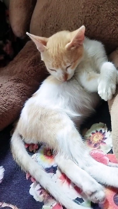 Baby Goldie 