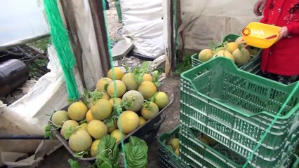 Domatese alternatif örtü altı kavun