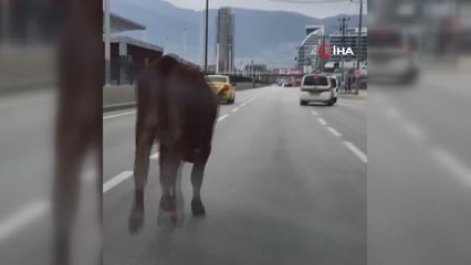 İpini koparan boğa Bursa trafiğinde koşturdu