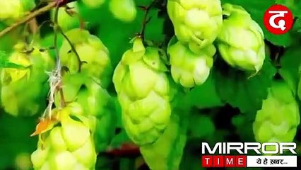 World's Most Expensive Vegetable Grows In India Costs Rs 1 Lac Per kg | Duniya Ki Sabse Mehngi Sabji
