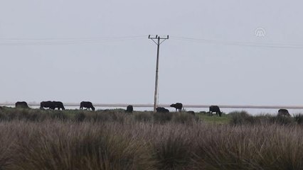 Kızılırmak Kuş Cenneti baharla birlikte hareketlendi