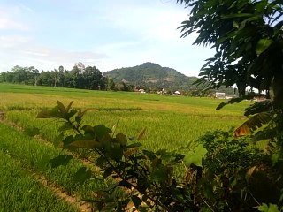 Padi di Walenrang - Luwu Mulai Menguning