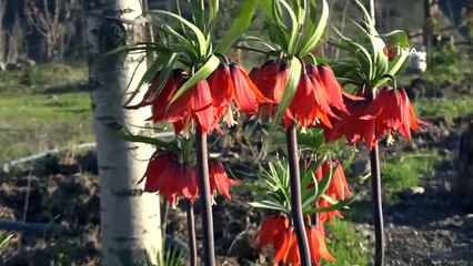 Cezası el yakıyor, görüntüsü kartpostalı andırıyor