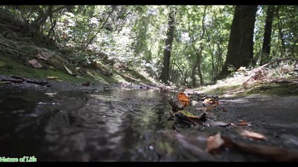 Relaxation Piano-Nature Beautiful Music-Music Study-Sleep Music- Nature of Life