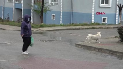 EDİRNE 'KÖPEKTEN KAÇMAMAK, KOŞMAMAK, SAKİN HAREKET ETMEK GEREKİR'