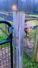 Des chevreaux boivent du lait