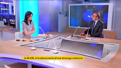 ​Science : le blob, ce "phénomène extraordinaire" qui fascine les scientifiques