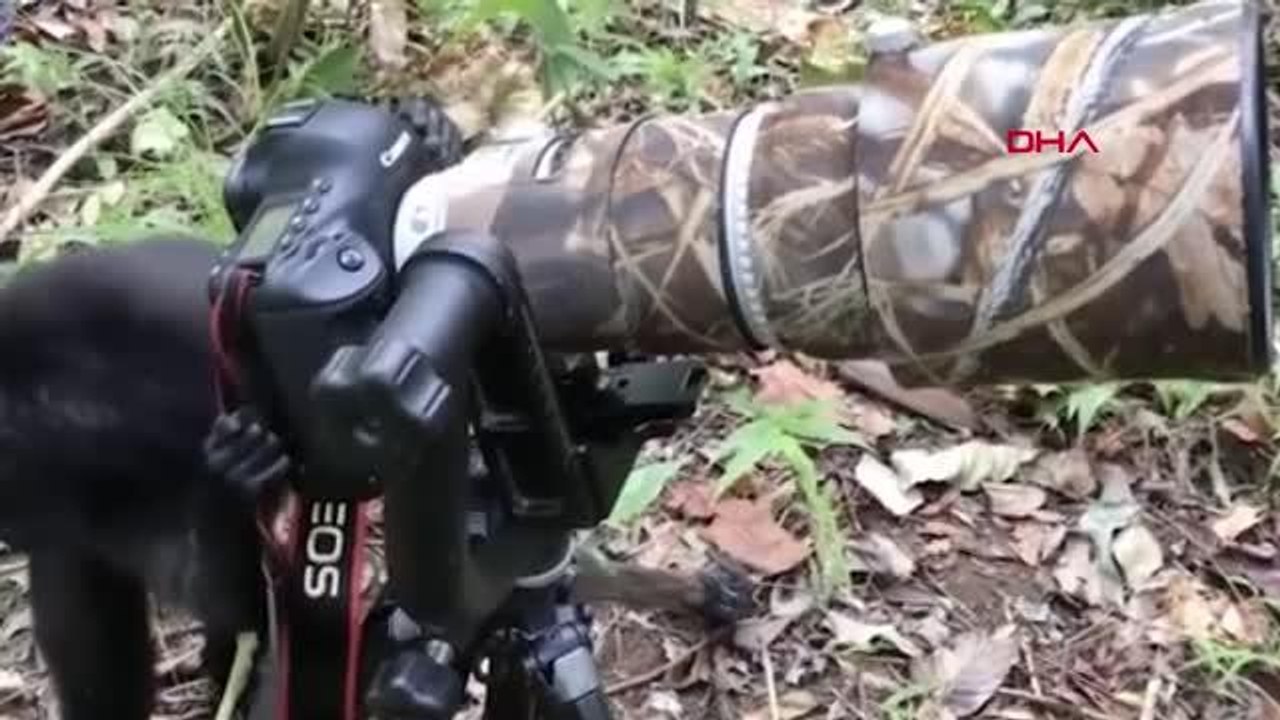 Endonezya'da kameranın başına geçen makak maymunu viral oldu